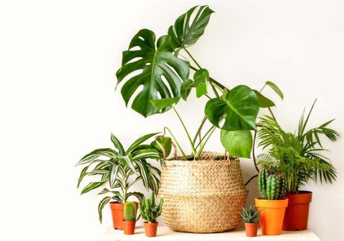 plants for better sleep